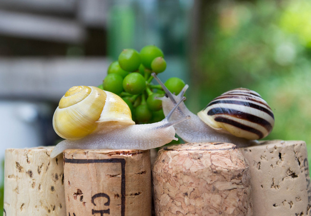 夏の庭でワインのコルク栓にカタツムリ - 写真・画像