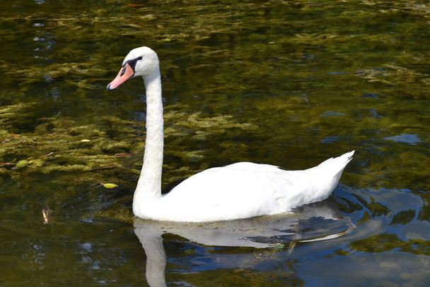 Elegantní bílá labuť plave v jezeře, labutě v divočině. Portrét bílé labutě plavající na jezeře. Němá labuť, latinské jméno Cygnus olor. - Fotografie, Obrázek