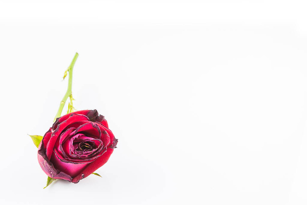 Sušené růže květiny izolované na bílém pozadí - Fotografie, Obrázek