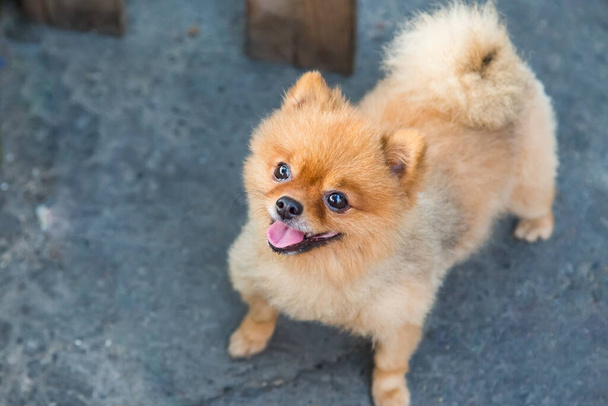 Pomeranian dog stand on the street - Фото, зображення