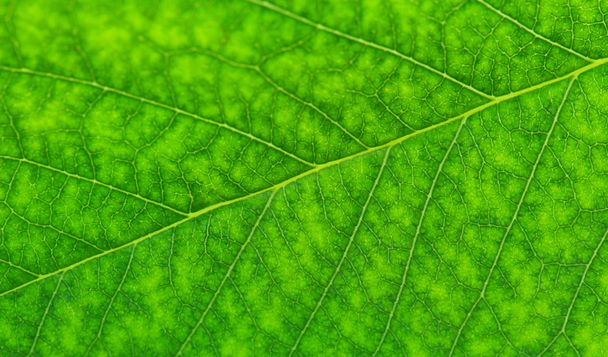 cherry leaf texture - Zdjęcie, obraz