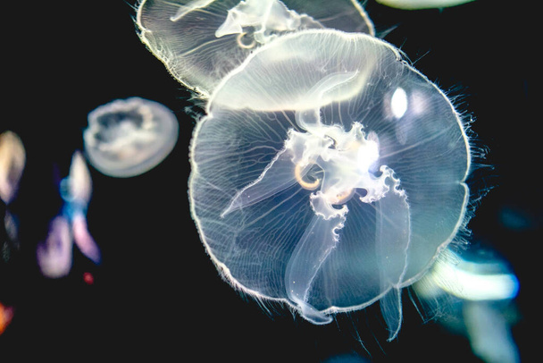 White jellyfish swimming underwater, Osaka, Japan - Photo, Image
