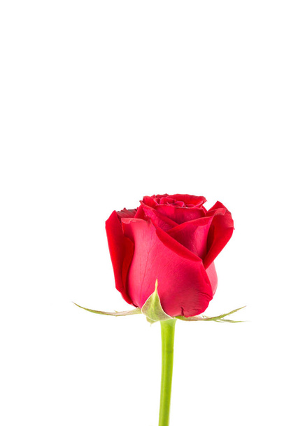 rosa vermelha isolada no fundo branco - Foto, Imagem
