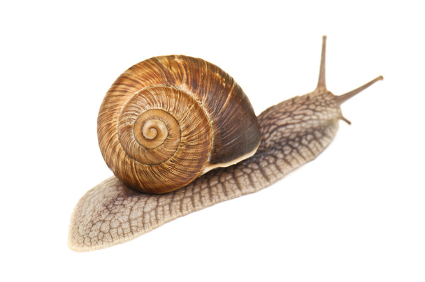 live snail - Photo, Image