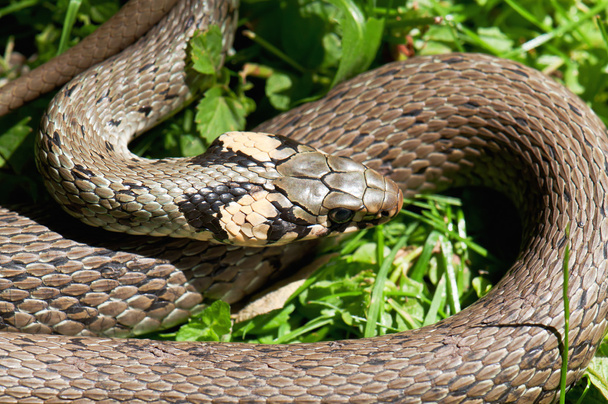 élő kígyó - Fotó, kép