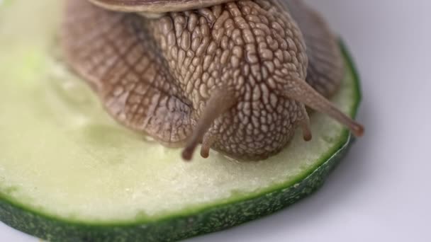 Duży ślimak winogronowy zjada zielonego ogórka na białym tle, zbliżenia wideo, koncepcja jedzenia ślimaka w domu. Helix pomatia również ślimak rzymski. Płytka głębia ostrości - Materiał filmowy, wideo