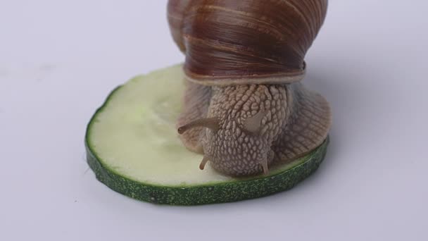 Una grande chiocciola d'uva mangia un cetriolo verde su sfondo bianco, un primo piano video, il concetto di mangiare una lumaca a casa. Helix pomatia anche lumaca romana. Profondità di campo ridotta - Filmati, video