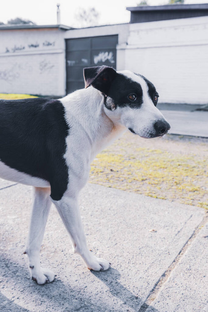 Белая собака с черными пятнами, смотрящая в камеру и гуляя. Концепция домашних животных - Фото, изображение