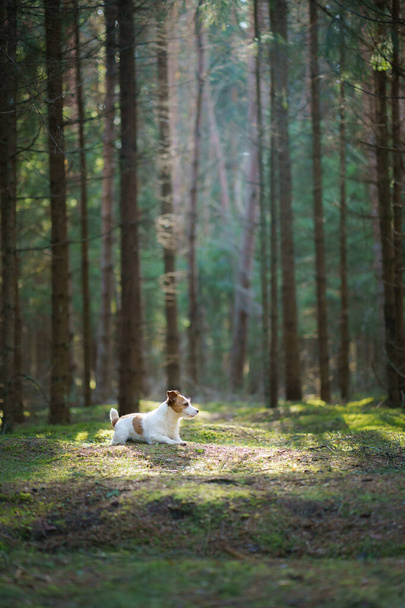 dog in the forest. Jack Russell Terrier in woods - Photo, Image