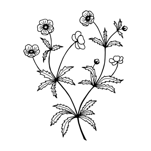 Квіти Масляна чашка. Стокові векторні ілюстрації eps10, контурні малюнки рук. Ізольовані на білому тлі
. - Вектор, зображення