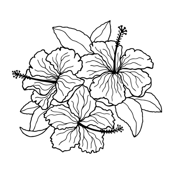 Hibiscus flowers. Stock vector illustration eps10, outline hand drawing. Isolate on a white background. - Вектор,изображение