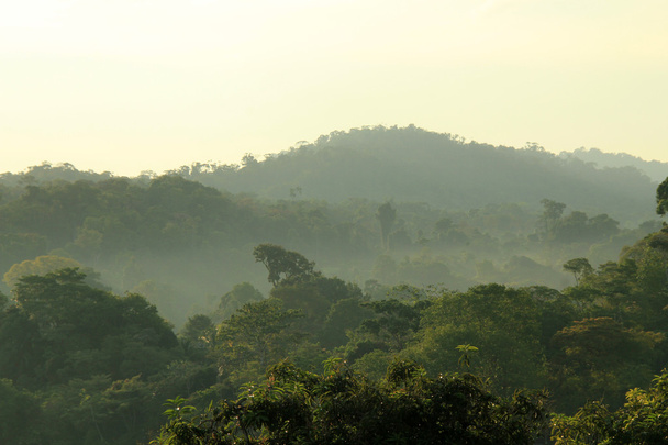 τροπικό δάσος πρωινή ομίχλη - Φωτογραφία, εικόνα