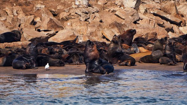  Μια μεγάλη ομάδα θαλάσσιων λύκων ξεκουράζεται και κοιμάται σε μια βραχώδη παραλία κοντά στο Mar del Plata          - Φωτογραφία, εικόνα
