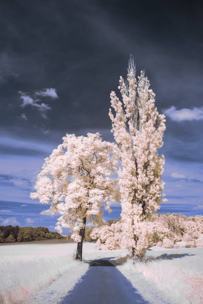 fotografia podczerwona - surrealistyczne ir zdjęcie krajobrazu z drzewami pod zachmurzonym niebem - sztuka naszego świata i roślin w niewidzialnym spektrum kamer podczerwonych - Zdjęcie, obraz
