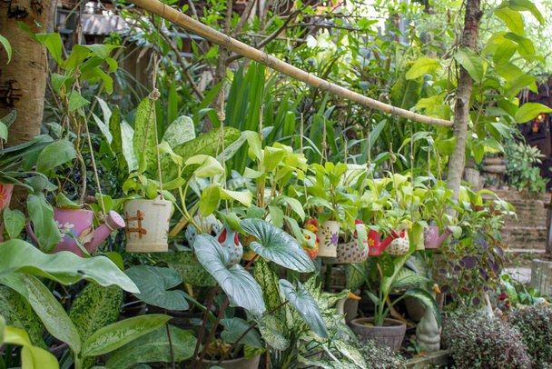 hanging tree pot in the green garden - Φωτογραφία, εικόνα