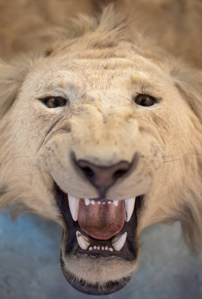 Kopf der ausgestopften Mähne Löwe auf dem Boden - Foto, Bild