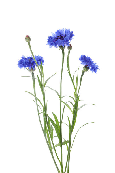 Beautiful blooming blue cornflowers isolated on white - Foto, imagen