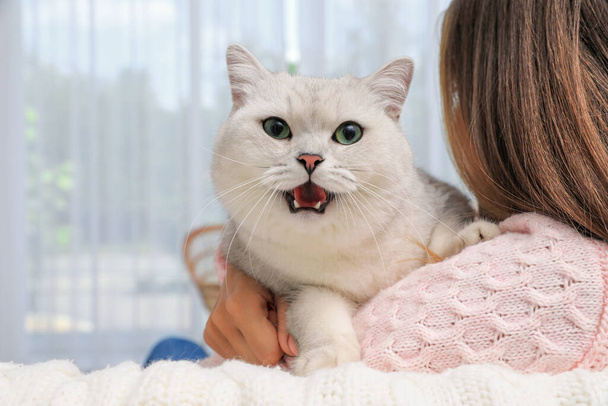 Adorable white British Shorthair cat with his owner at home, closeup. Cute pet - Valokuva, kuva