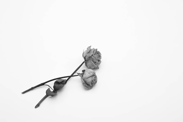 dried rose depicted on a white background. - Foto, afbeelding