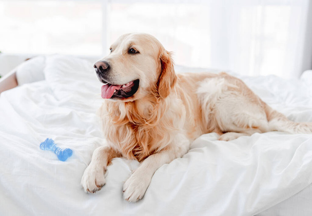 Golden retriever dog in the bed - Фото, изображение