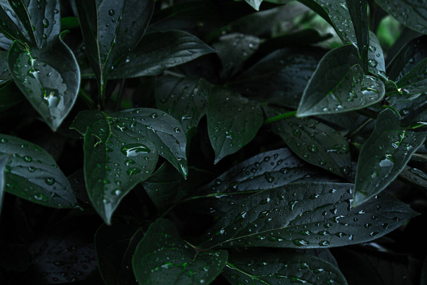Green leaves. The rainy season. Drops of water on the lush green foliage. Tropical wet forest. Natural background. Dark tones. Layout. Space for the text. - Φωτογραφία, εικόνα