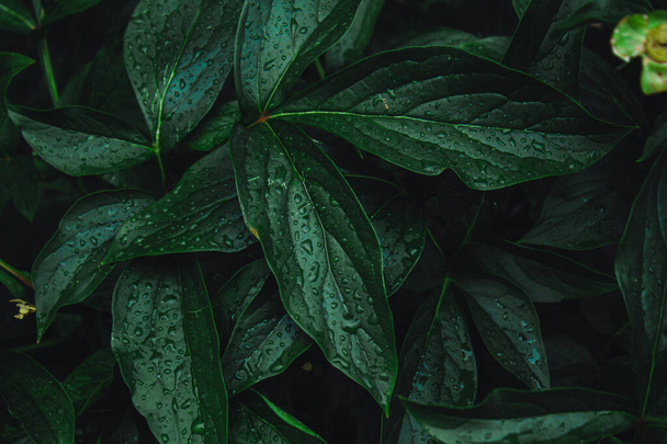 Green leaves. The rainy season. Drops of water on the lush green foliage. Tropical wet forest. Natural background. Dark tones. Layout. Space for the text - Photo, image