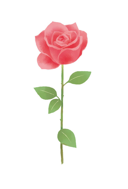 Ilustración de una hermosa rosa con un toque de acuarela. - Foto, Imagen