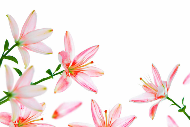 Kirkas lilja kukkia eristetty valkoisella taustalla. luonne - Valokuva, kuva