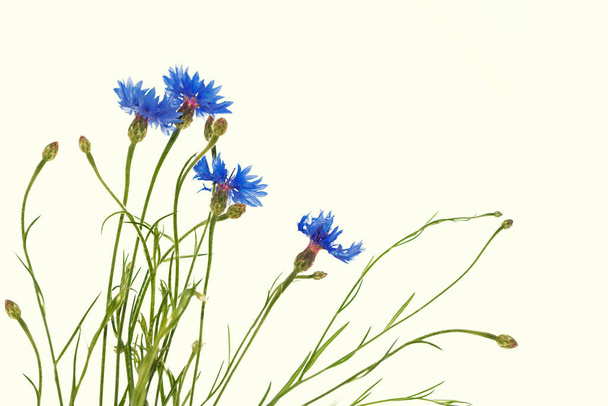 Wild flower cornflower isolated on white background - Foto, afbeelding