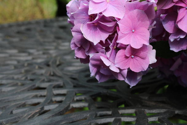 Красивые розовые гортензии цветут на железном столе с копировальным пространством - Фото, изображение