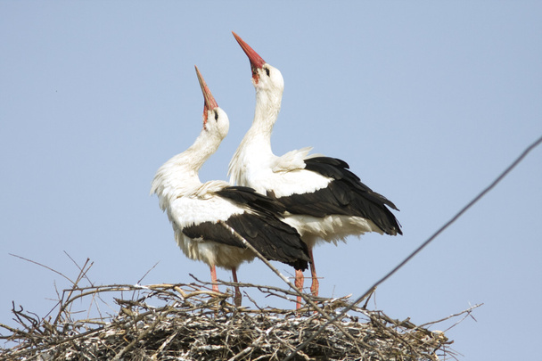 Čáp bílý dvojice na hnízdě / Ciconia ciconia - Fotografie, Obrázek