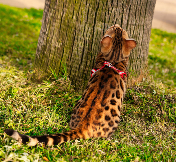 бенгальський кіт на зеленому газоні
 - Фото, зображення