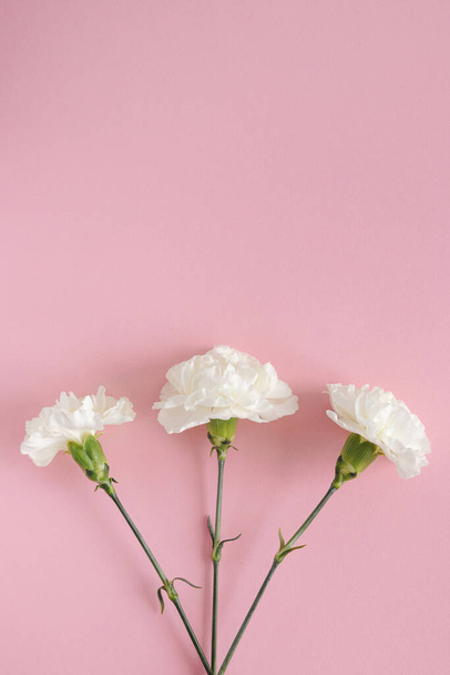White carnation flower on pink pastel background. Copy space. Flat lay. Nature concept top view - 写真・画像