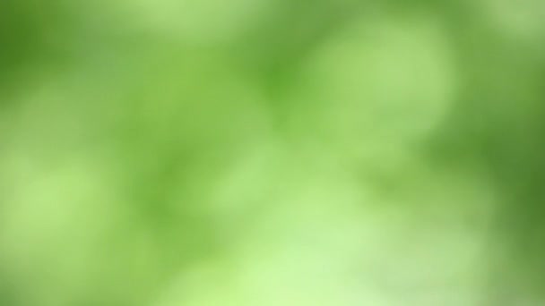 Blur green background of sunbeams on tree leaves. - Filmati, video