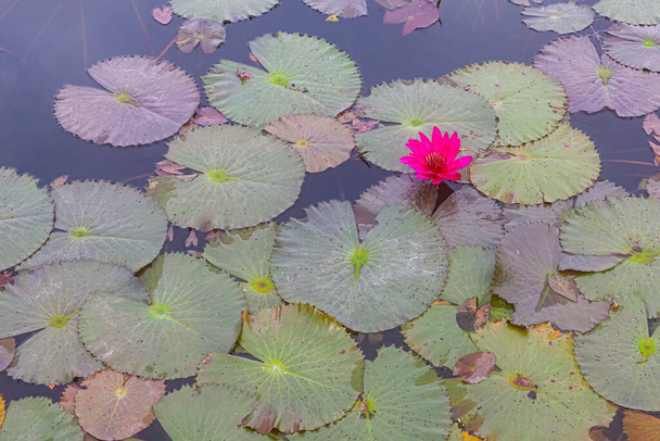 Lotos rojos brillantes y hojas de loto en una piscina pública - Foto, Imagen