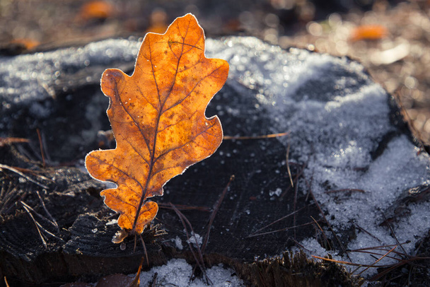 schöne große orangefarbene Eiche Herbstblatt mit Raureif bedeckt, von der Sonne beleuchtet, auf einem Baumstumpf mit dem ersten Schnee. Herbststimmung, Naturbeobachtung. Hallo, Herbst. Selektiver Fokus - Foto, Bild