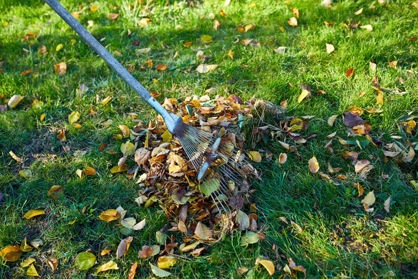 Antiguo rastrillo rojo en una pila de hojas de arce de otoño, rastrillar hojas de otoño en el césped de hierba, espacio de copia - Foto, Imagen