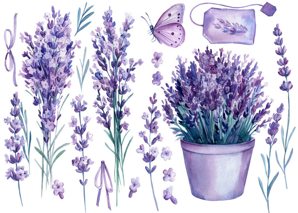 Lavender flowers, set of floral design elements, watercolor illustration, isolated white background - Photo, Image