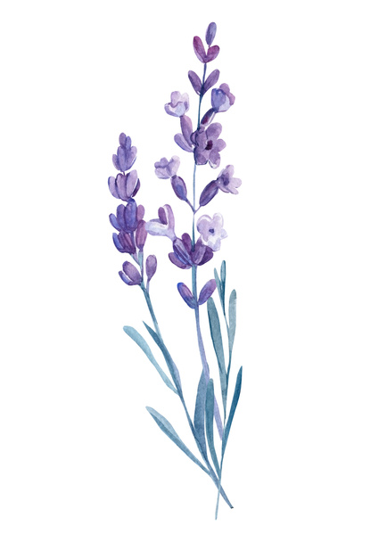 Bouquet of lavender flowers on isolated white background, watercolor illustration, hand drawing - Foto, imagen