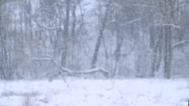De dans van vallende sneeuwvlokken in slow motion, een ongelooflijk natuurlijk fenomeen dat kan worden waargenomen in de winter. - Video