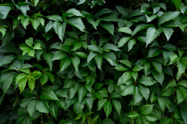 Closeup green leaves background, pattern, natural foliage textured. - Foto, afbeelding