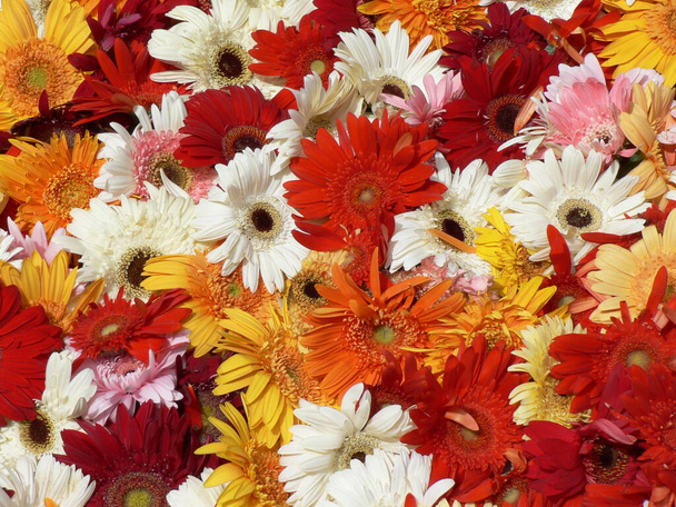 Selección de flores de colores, rojo, blanco, naranja y amarillo. Foto de alta calidad - Foto, imagen