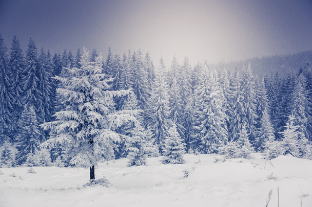 Fantastic winter landscape. - Foto, afbeelding