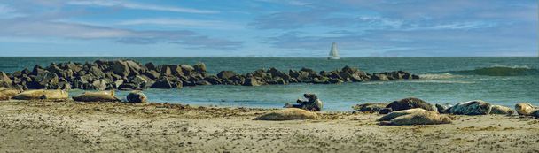 Vista panoramica del paesaggio marino con foche grigie sdraiate sulla spiaggia e barca a vela Dne Helgoland island, Schleswig-Holstein, Germania, Europa. - Foto, immagini