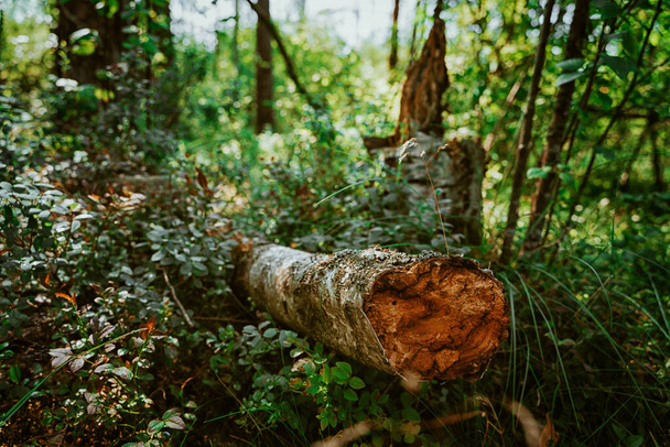 Uma paisagem pitoresca da floresta, um tronco na grama e musgo - Foto, Imagem
