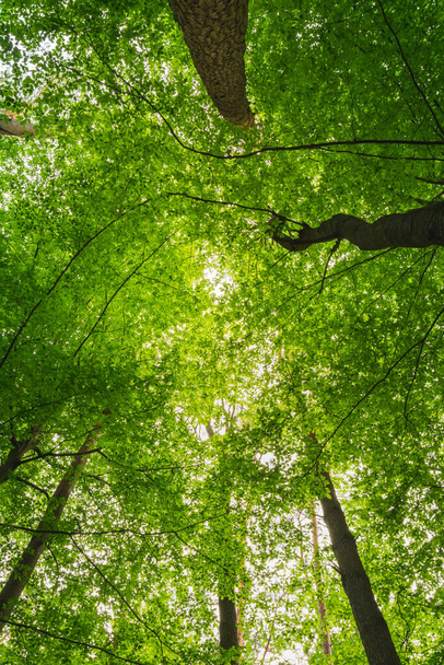 The crowns of green trees seen from below, spring view - Foto, imagen
