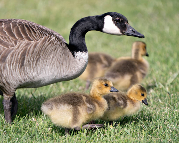Canadian Goose with gosling babies in foliage in their environment and habitat surrounding and the adult bird protecting the resting gosling.  Picture. Portrait. Image. Photo. - Photo, Image