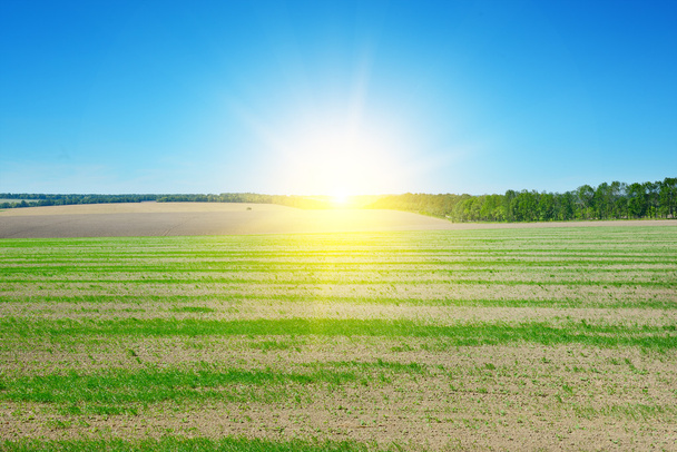 field, sunrise and blue sky - Фото, изображение