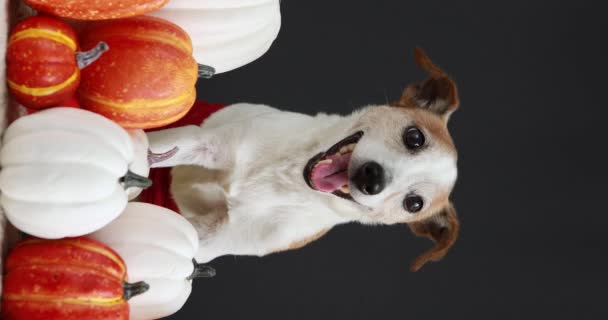Funny dog sitting amidst pumpkins black background - Footage, Video
