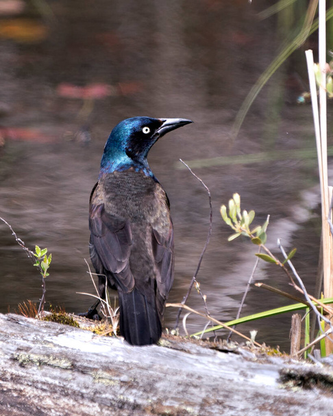 Grackle bird close-up profile view by the water displaying feathers, beak in its environment and habitat. Image. Picture. Portrait. Common Grackle Photo. - Photo, image